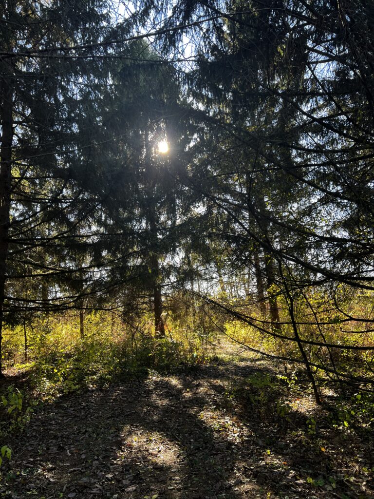 Sunlight filtering through a canopy of trees.