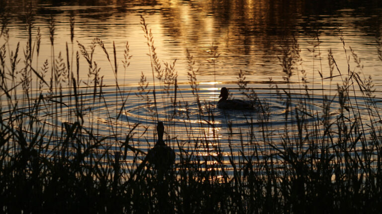 Golden evening light reflected across rippling water.