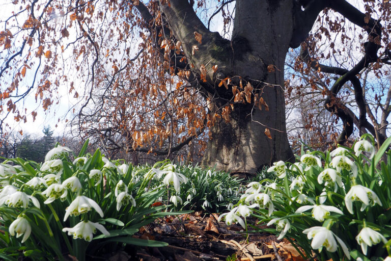 A weathered dark tree trunk surrounded by new green growth.