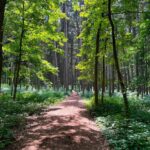 A winding path through a green forest.