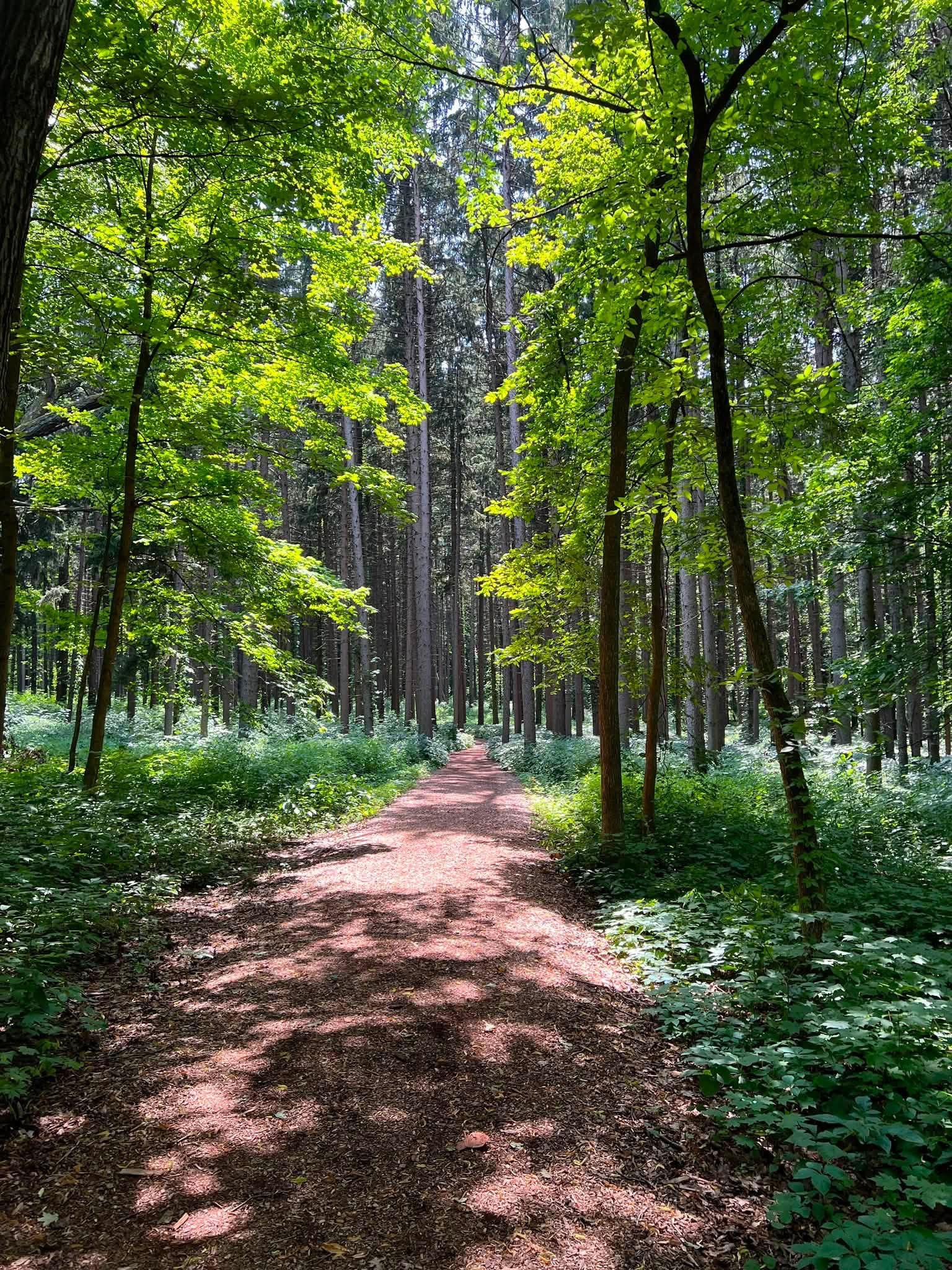 A winding path through a green forest.