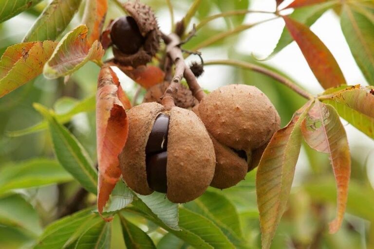 Acorns hanging among autumn leaves.