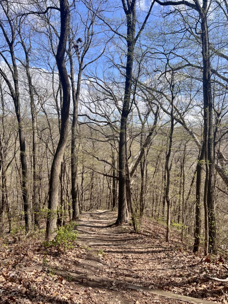Bare trees lining a quiet woodland path.