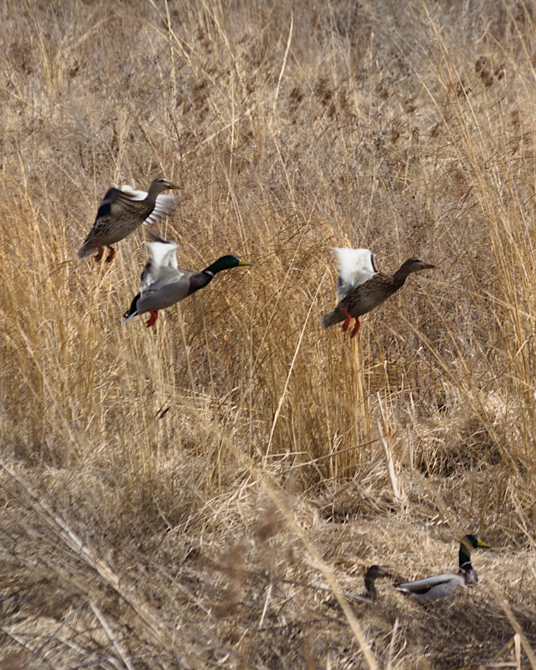 Two birds standing together in a field of tall grass.