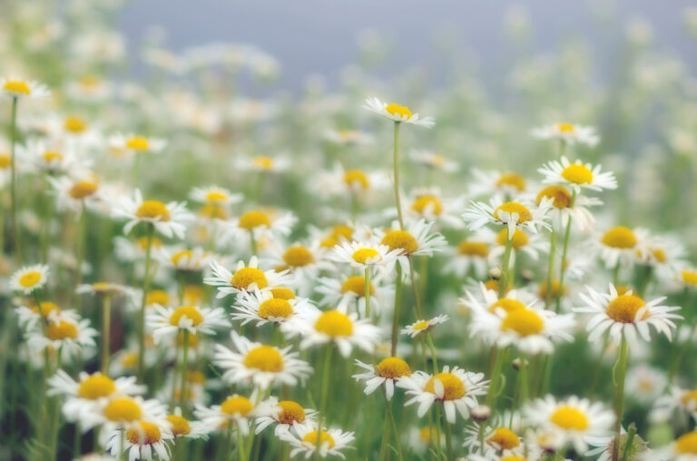 A field of white daisies with yellow centers.