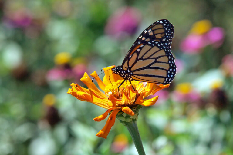 A butterfly resting on a purple wildflower.
