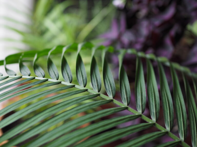 A green fern frond against a soft purple background.