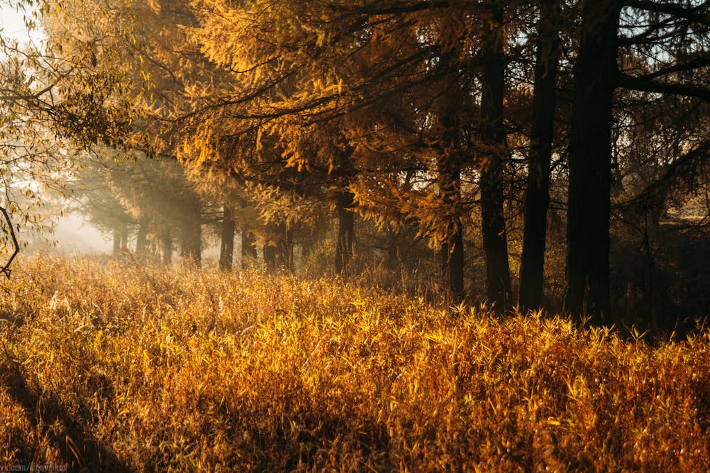 A beautiful autumn forest with golden foliage illuminated by morning sunlight.