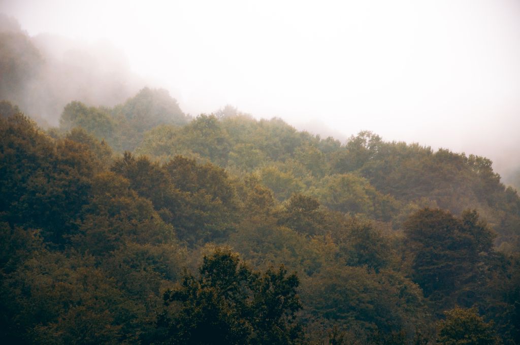 A captivating view of a mist-covered forest, creating an ethereal and tranquil atmosphere.