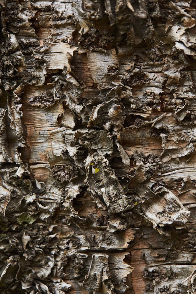 Detailed view of birch tree bark showcasing natural textures and earthy tones.