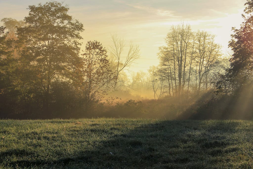 Enjoy a tranquil sunrise with sunrays piercing through misty trees over a grassy field in the countryside.