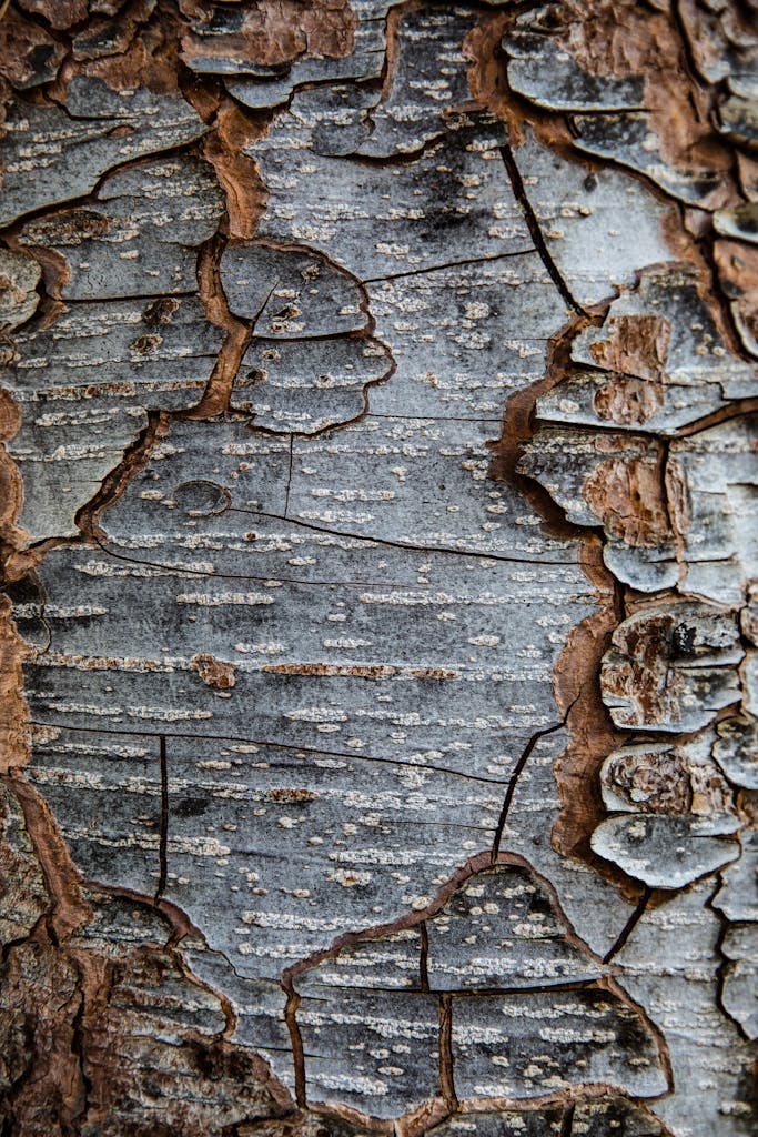 Intricate textures of tree bark with peeling layers captured in high detail.