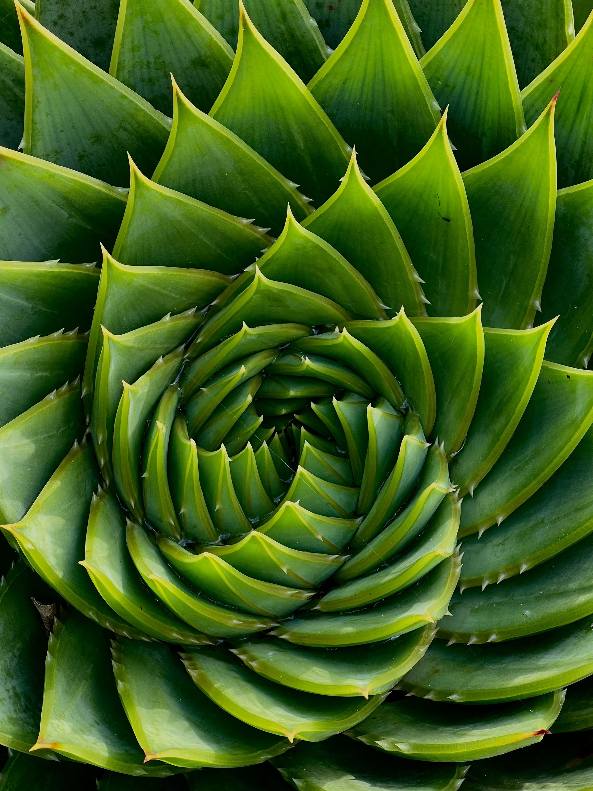 Vibrant green succulent with spiral leaf pattern highlighting nature's symmetry and beauty.